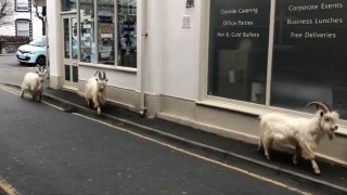 Диви кози превземат опразнени от коронавируса улици в Уелс