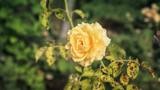 С настъпването на есента градинарите често се фокусират върху подготовката