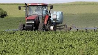 ГМО царевица плъзна из Германия