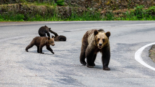 Камери заснеха мечка с три мечета край Добринище съобщава bTV Животните
