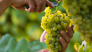 Каква ще бъде реколтата от грозде в някои от най-важните региони по света?