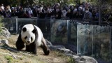 Нова драма между Китай и Япония - Пекин си взима пандите