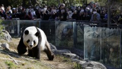 Нова драма между Китай и Япония - Пекин си взима пандите