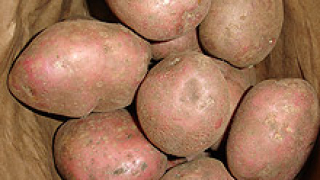 Цели картофени масиви в Родопите са заразени с мана