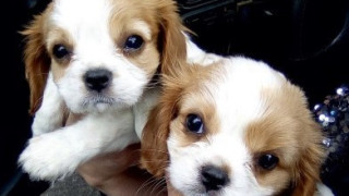 Половината от кученцата в България се закупуват когато са все