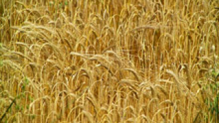 Хлябът щял да поевтинее с 30 ст.