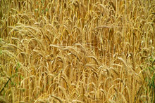 Цената на пшеницата се стабилизира около 280 лв. за тон