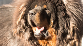 Семейство отглежда мечка по погрешка