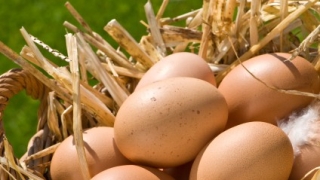 Датскита власти съобщиха че 20 тона заразени с фипронил яйца