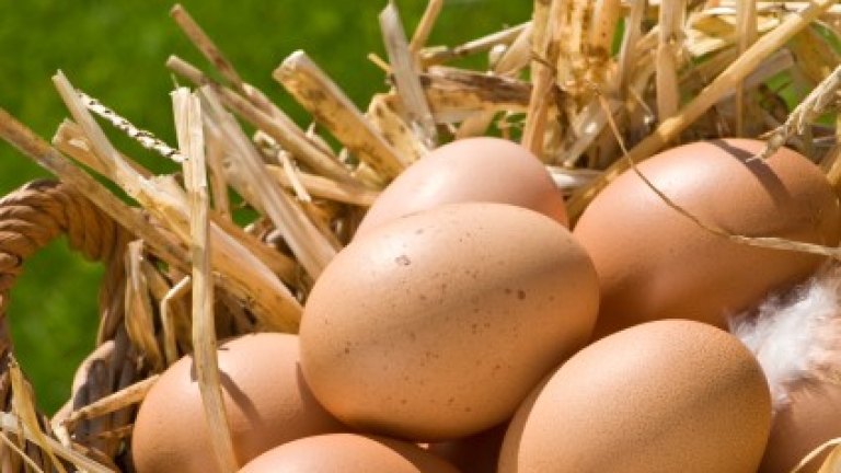Датскита власти съобщиха, че 20 тона заразени с фипронил яйца