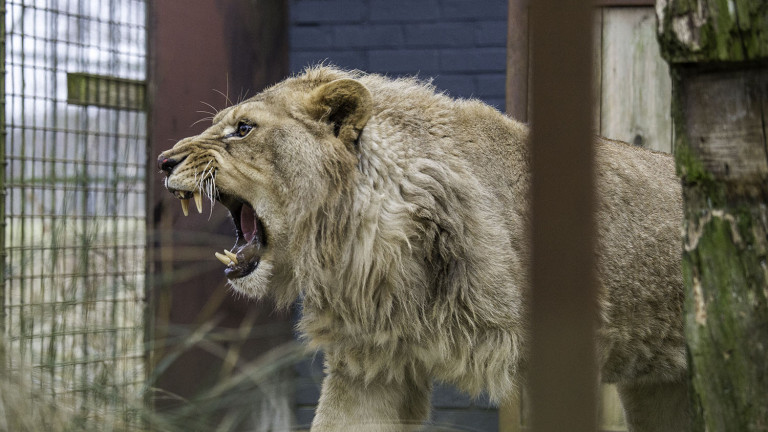 Откриха препариран лъв без документи в Разград