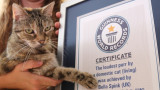 Котката Бела, която постави нов рекорд за най-силно мъркане
