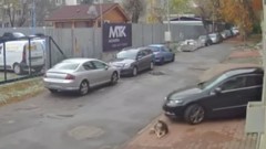 Трима свидетели срещу мъжа, прегазил куче в кв. "Разсадника" в София