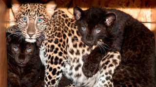 Най новите обитатели на зоопарка в Стара Загора са две малки