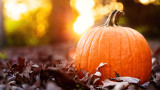 Pumpkin, its useful properties and why we should consume it