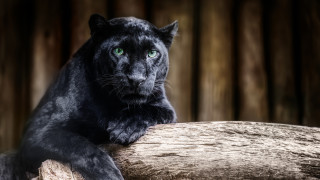 Следата от лапа край Шуменското плато не е от леопард