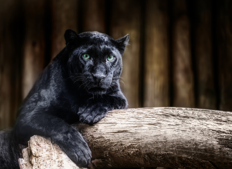 Черен леопард