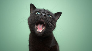 Котките подобно на хората имат различни характери — едни са