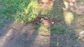 Заграждат алея в парк "Бедечка" в Стара Загора
