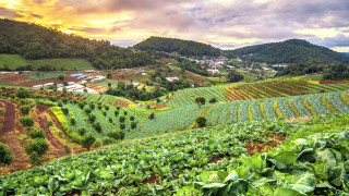 По последни данни на ООН от 2016 г над 815