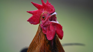 Кукуригането на петел при изгрев слънце се чува по целия