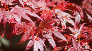 Днес ще бъде предимно слънчево Ще духа слаб до умерен