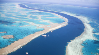 Големият бариерен риф в Австралия претърпя още едно масово избелване