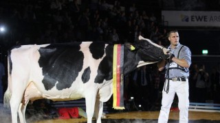 Най красивата крава в Германия Лейди Гага ще излезе в майчинство Кравата