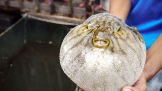 Извънредна ситуация в японски град заради риба фугу