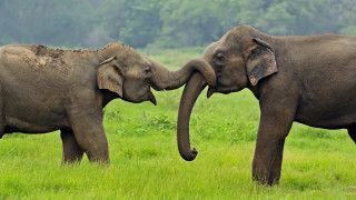 Шри Ланка най-после ще защити слоновете