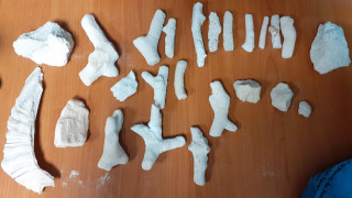 Откриха парчета от защитени корали в багажа на пътник на летище София