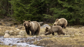 Зачестяват срещите с мечки до населените места у нас посочват