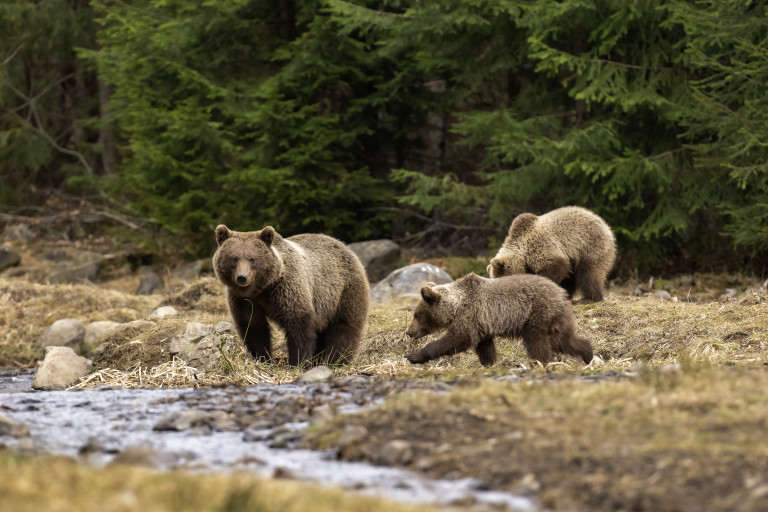 Кафяви мечки в Карпатите