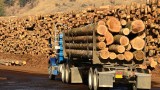 Русия заплаши да забрани износа на дървесина за Китай