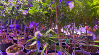 Арестуваха майка и син, отглеждали канабис във Варна