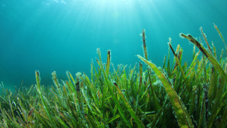 Най голямото известно растение на Земята морска трева приблизително три