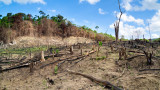  Европейски Съюз утвърждава закон, предотвратяващ вноса на артикули, свързани с обезлесяването 