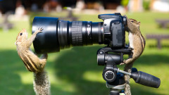 Най-смешните животни на планетата - нова доза от Comedy Wildlife Photography