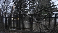 Дърво падна върху оградата на детска градина в столичния квартал "Борово"