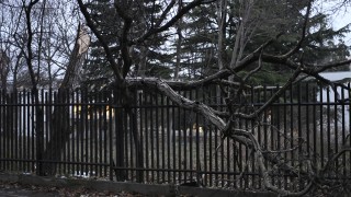 Дърво падна върху оградата на детска градина в столичния квартал