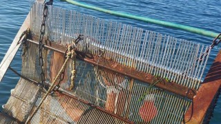 Дарение от 145 кг риба получи Зоопарк Буртас от местната