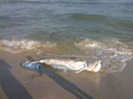 Морето изхвърли мъртъв делфин на бургаския плаж