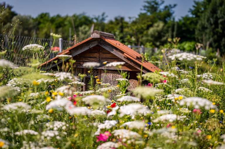Диви растения привличат диви животни