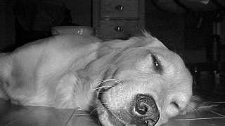 Куче прието в болница с 1,6 промила алкохoл