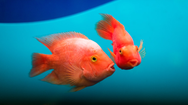 Как хората пречат на рибите да се "чуват"