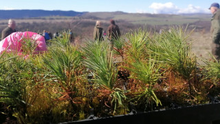 Българските гори ще бъдат обогатени с 62 000 нови дръвчета