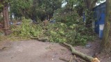  Паднали дървета и стълбове и скъсани жици след стихия във Видинско и Монтанско 