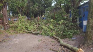 Паднали дървета и стълбове и скъсани жици след буря във Видинско и Монтанско