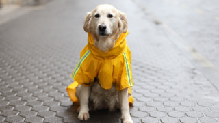 През деня в по голямата част от страната ще преобладава слънчево