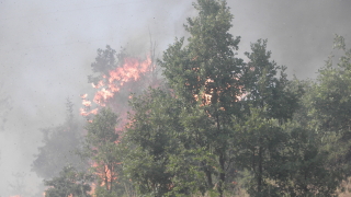 Пожар избухна в гора край Радомир, огънят е овладян